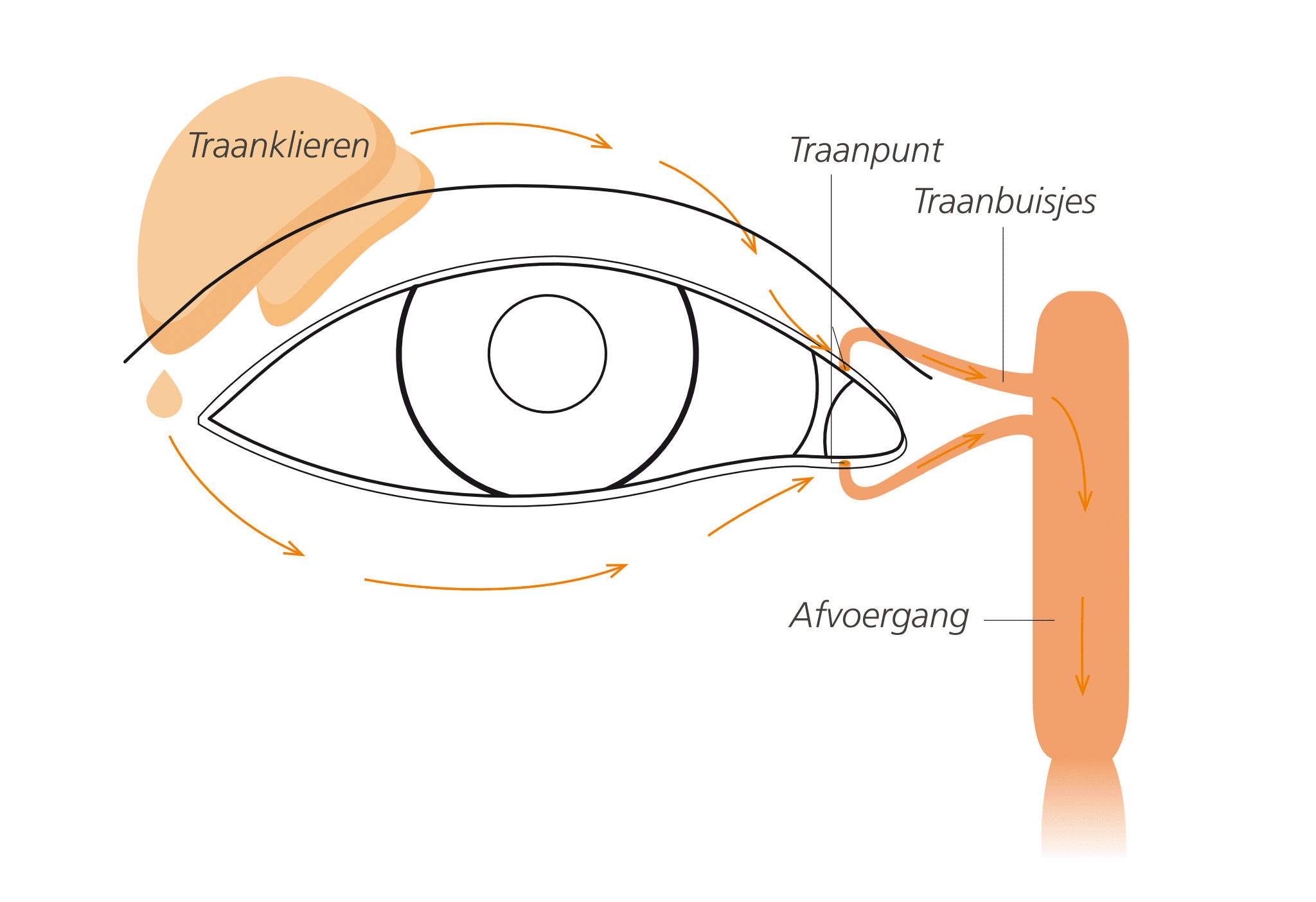 Droge ogen Eyescan